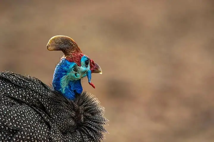 Helmeted Guineafowl Photo